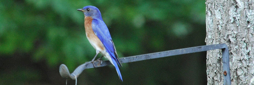 bird