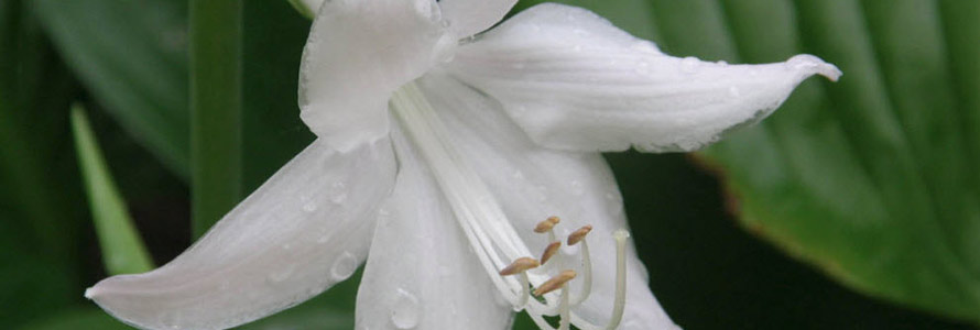 flower1