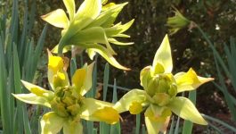 SAVE THE DATE! 2019 Annual Plant Sale